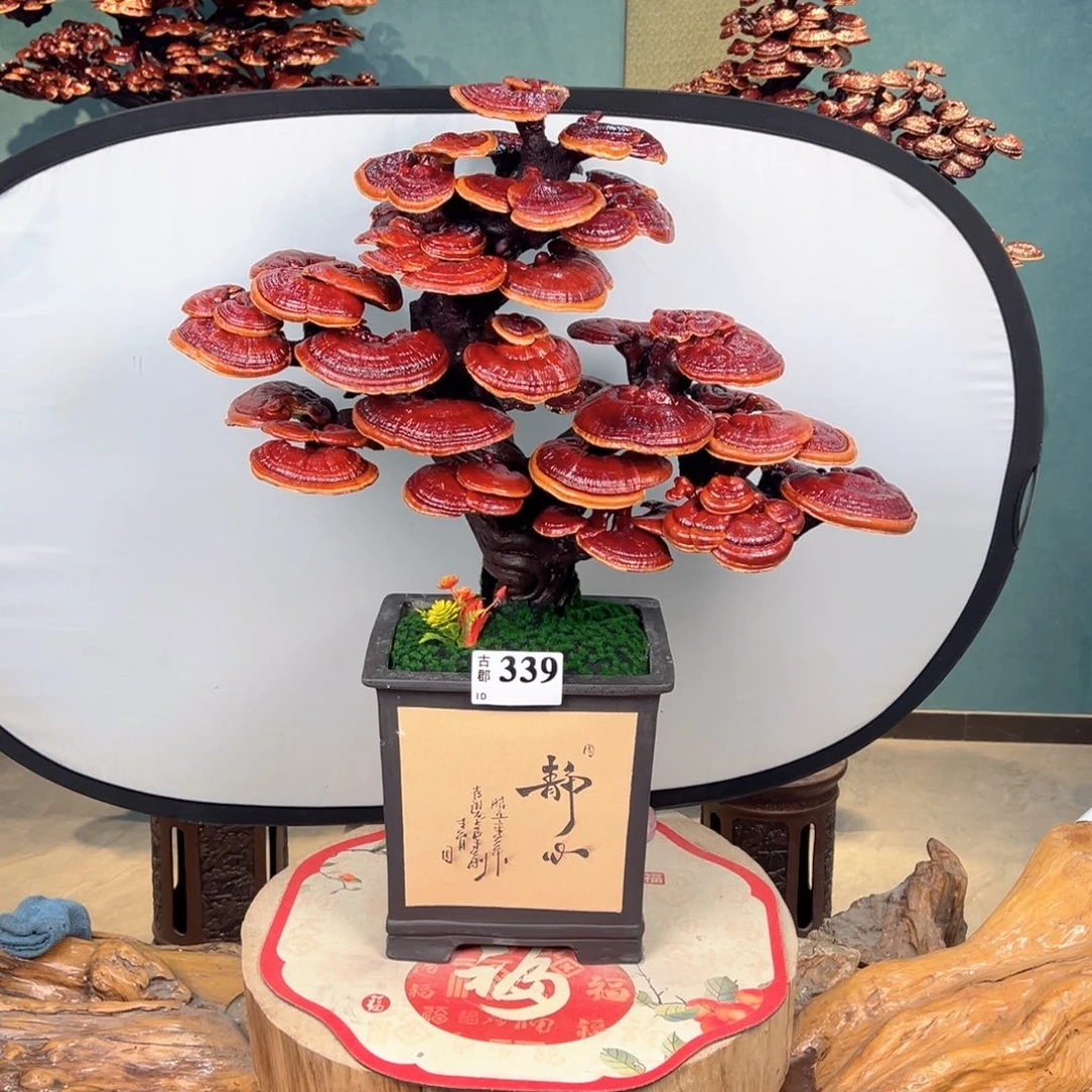 无花朵888888888888