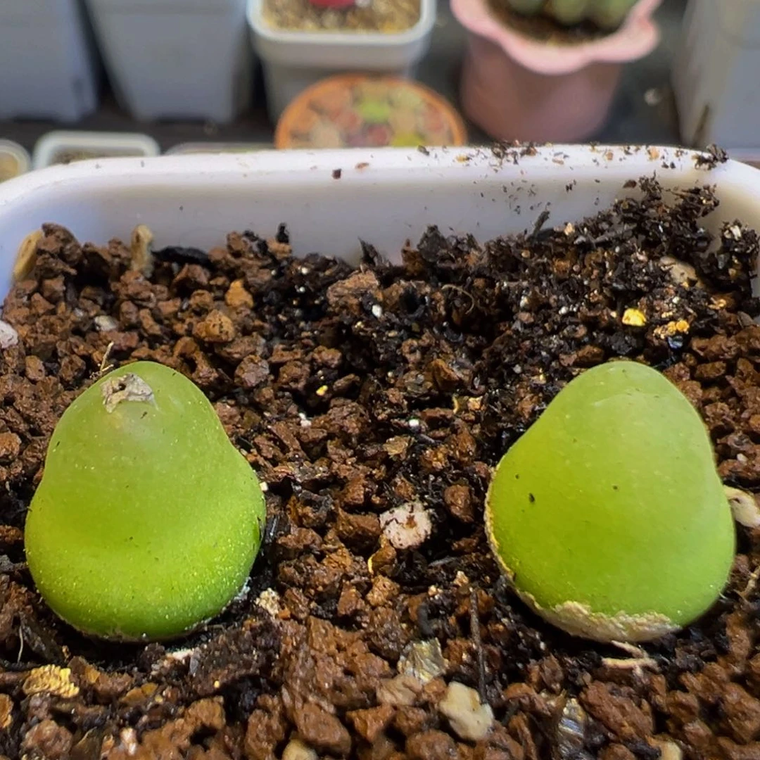 b***吖63多肉植物百科知识