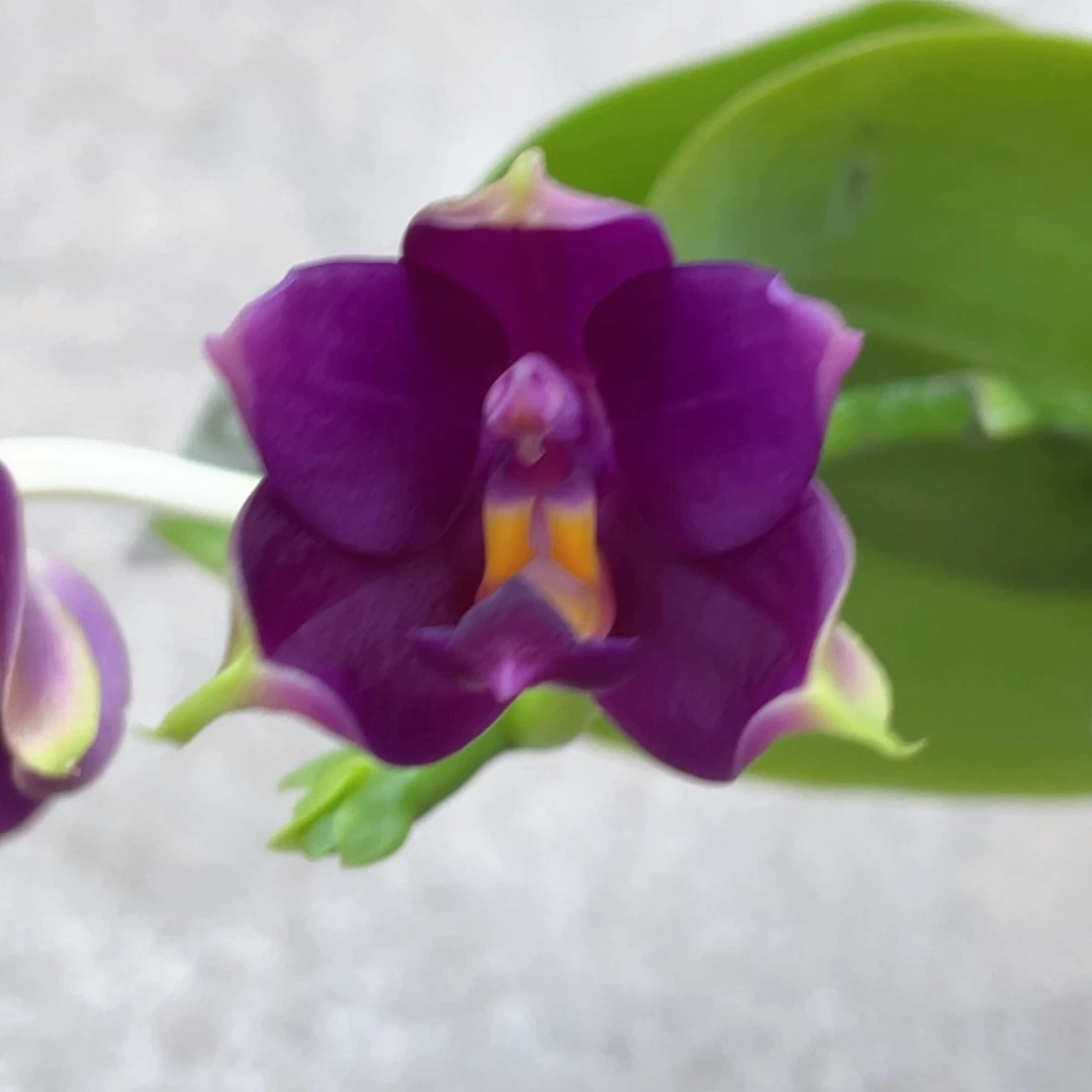 无花朵（钻石狗分生）开花株浓香原198叶黄漏