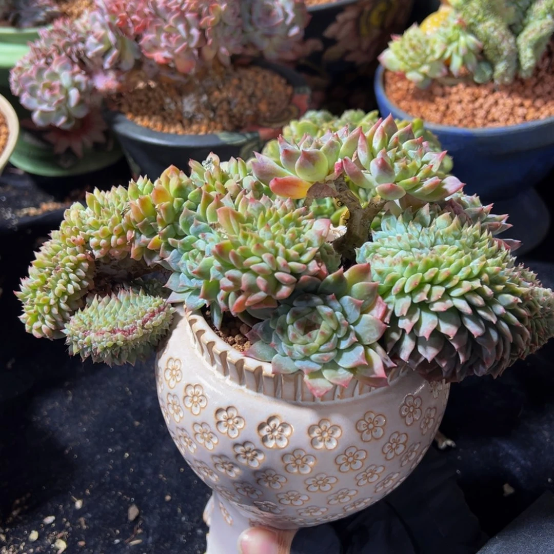 小桃花冰魄缀微瑕