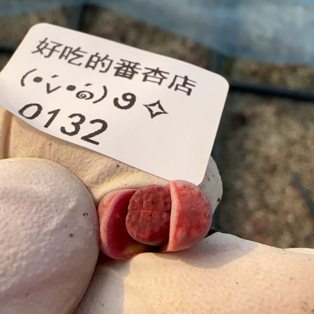 0132。阿克。不大。。。。。。
