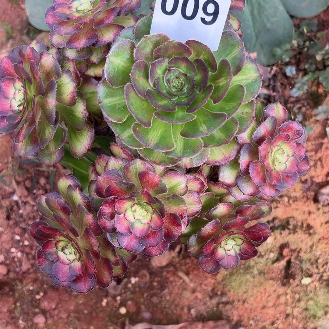 精品多肉植物009七彩