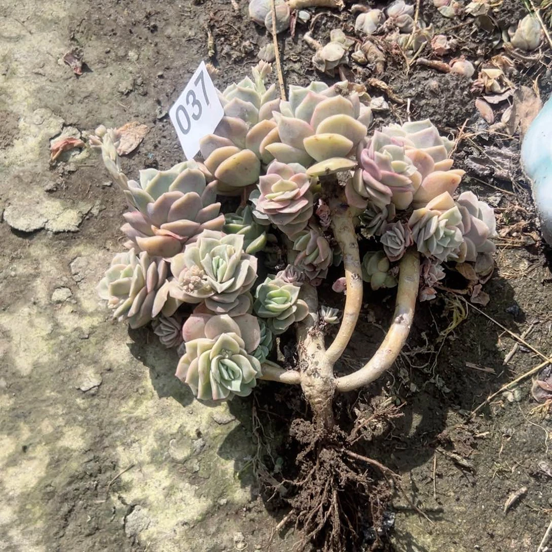 小*037可爱玫瑰可爱