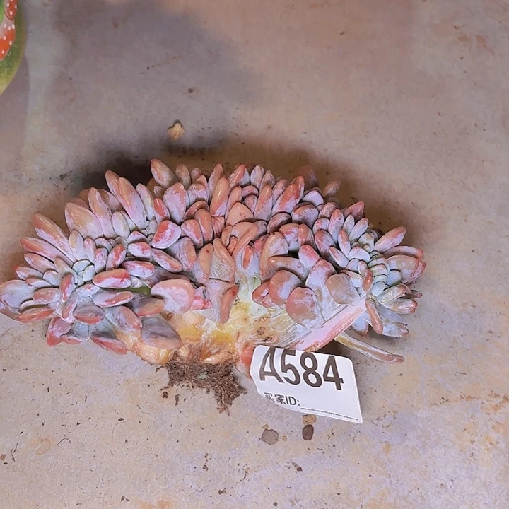 恩****宝一物一拍粉兔A584...