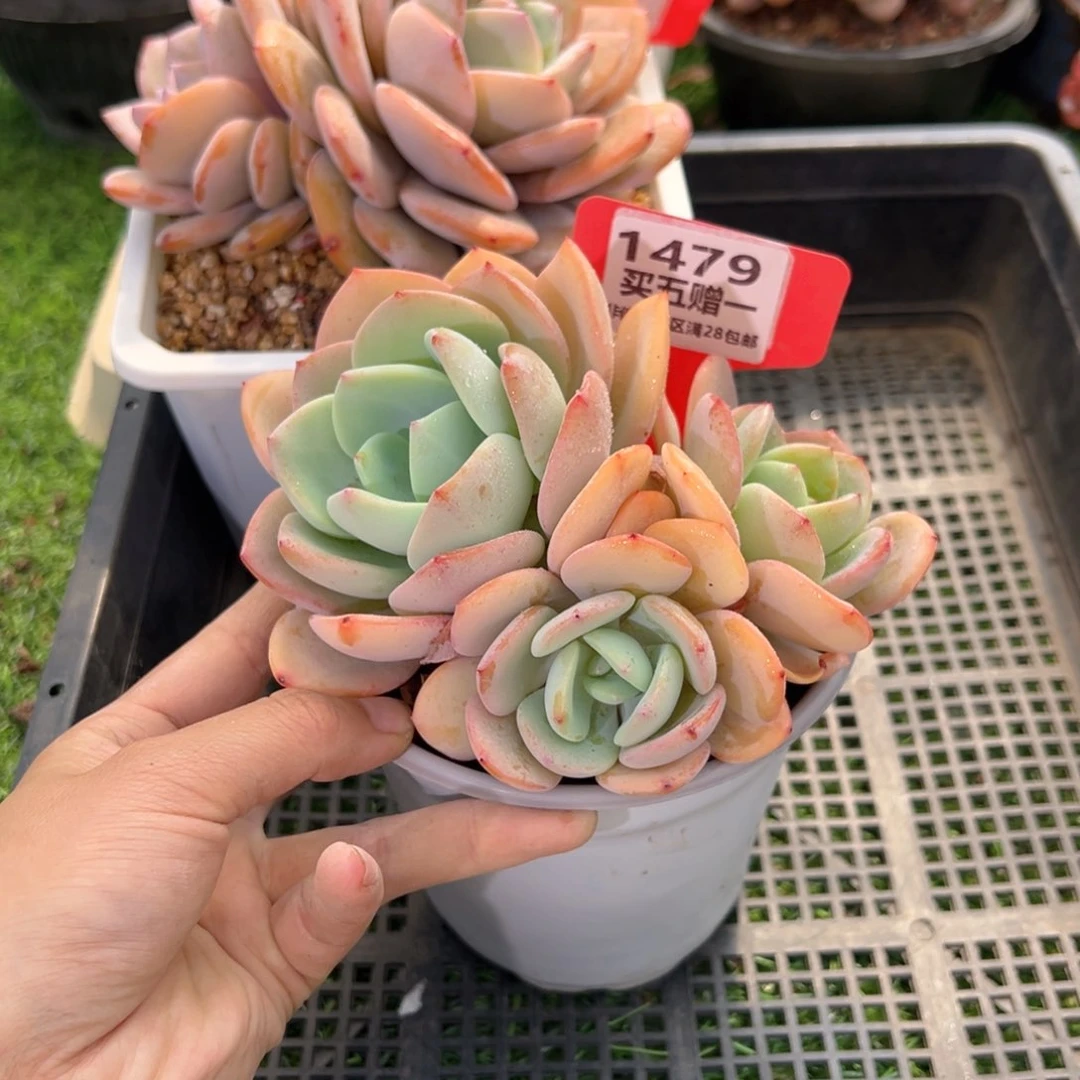 表妹精品多肉1479.