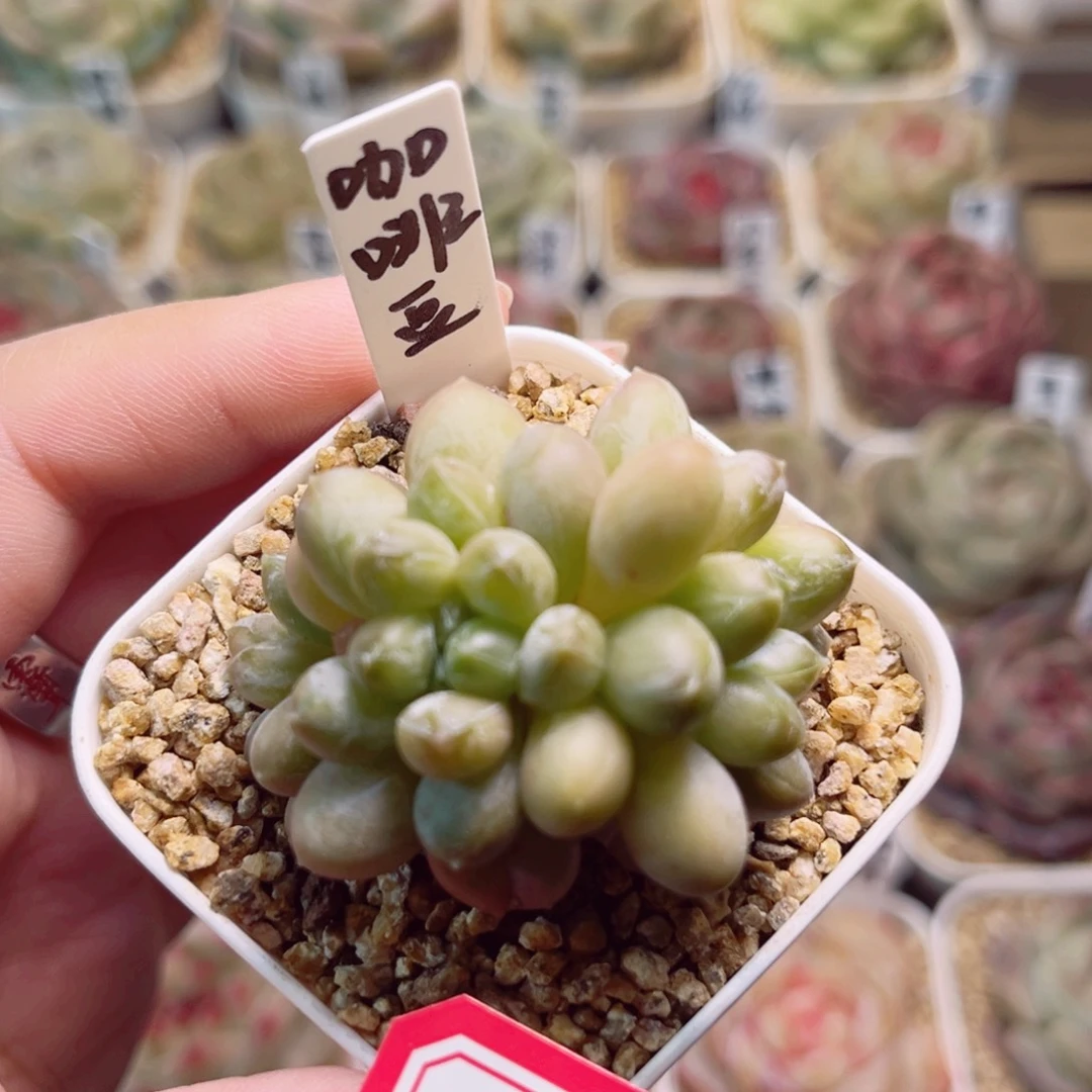 A965一物一拍 咖啡豆