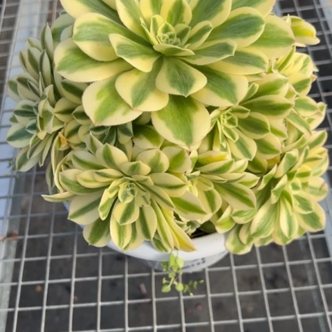 380迈巴赫20厘米左右