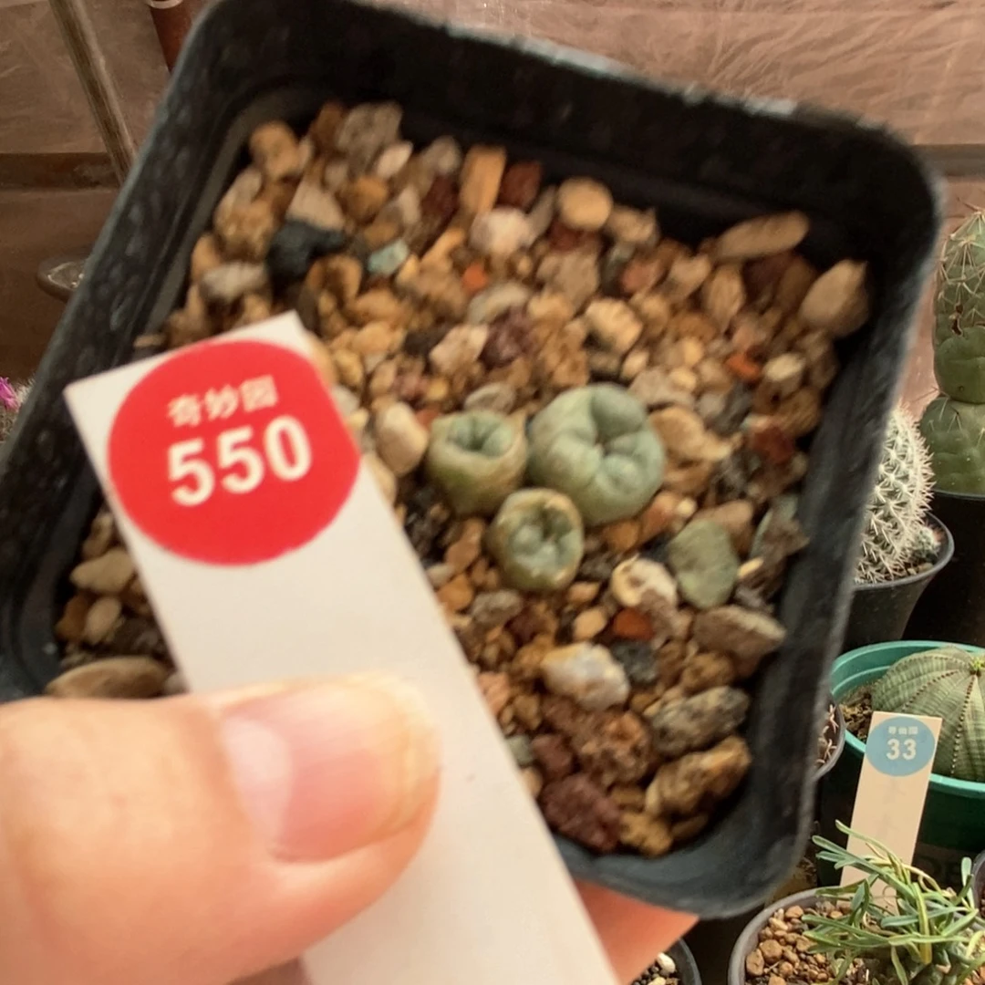 实生海鲜群一颗仙人球