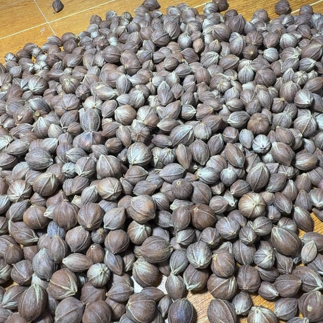 手串/手链橄榄核梅林铁核美丽核