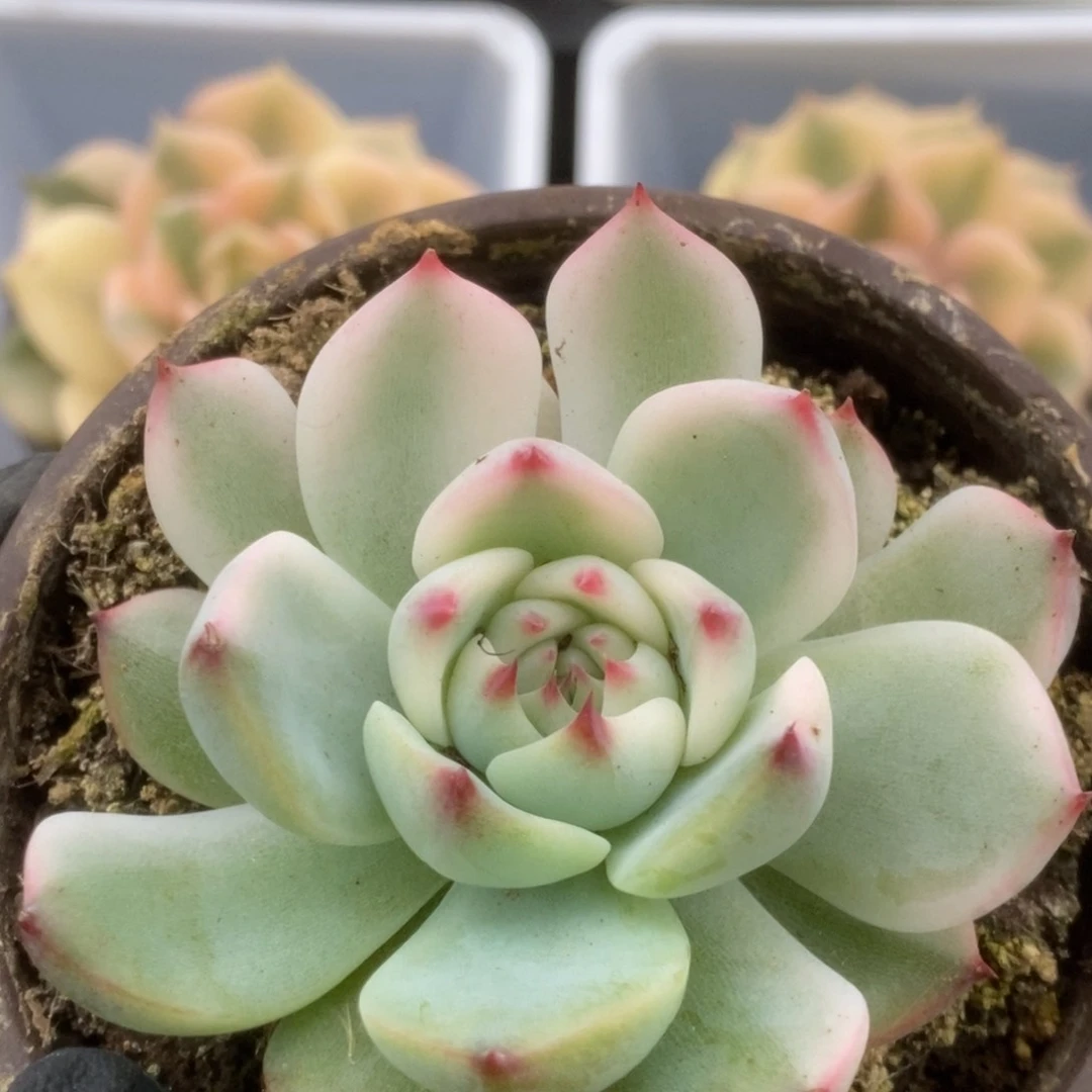 587锦锦锦锦锦锦锦锦