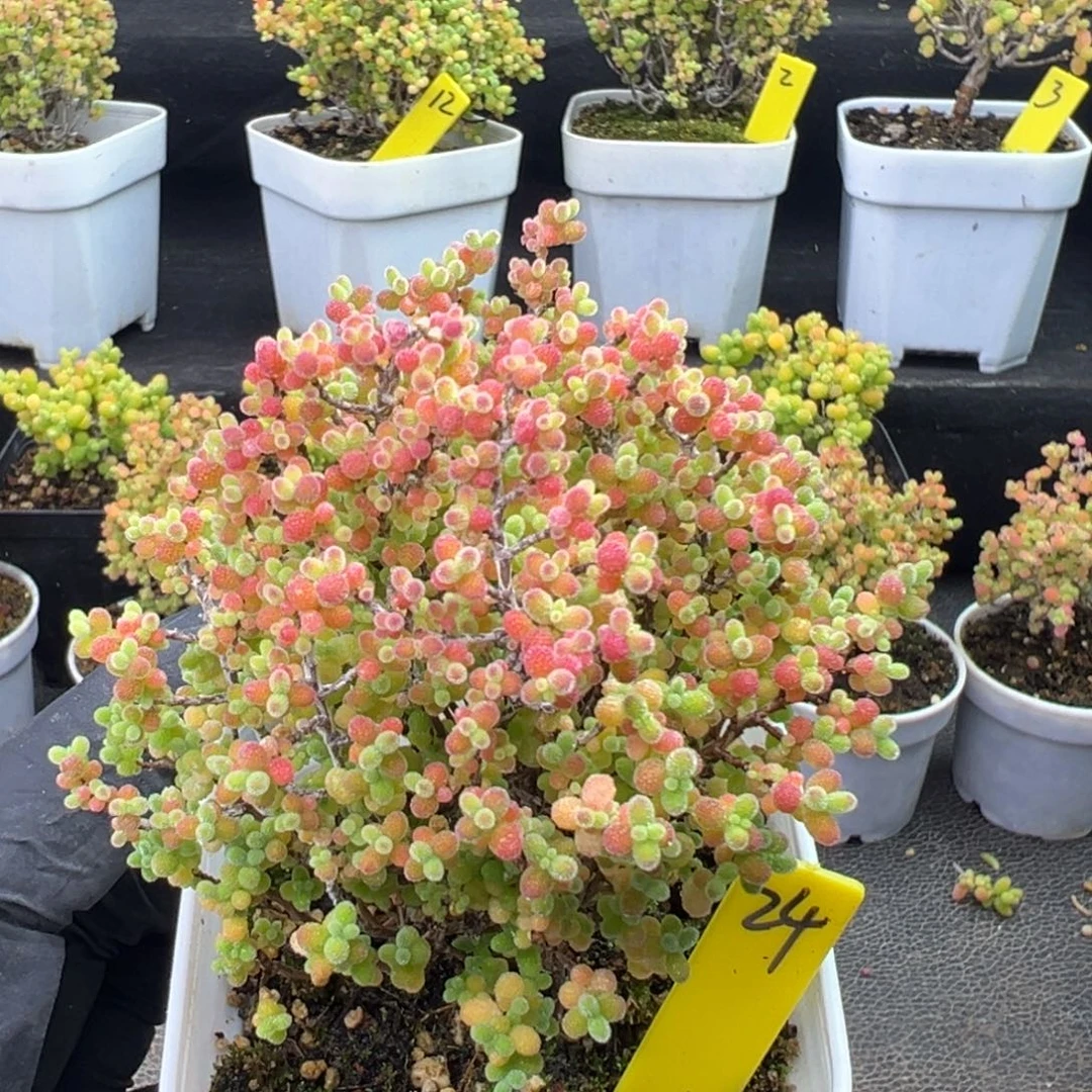 彩蜜橘24号6.5cm盆