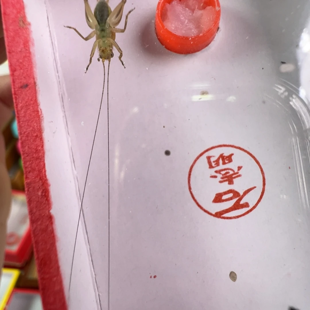 蟋蟀大个漂亮一只合适好看