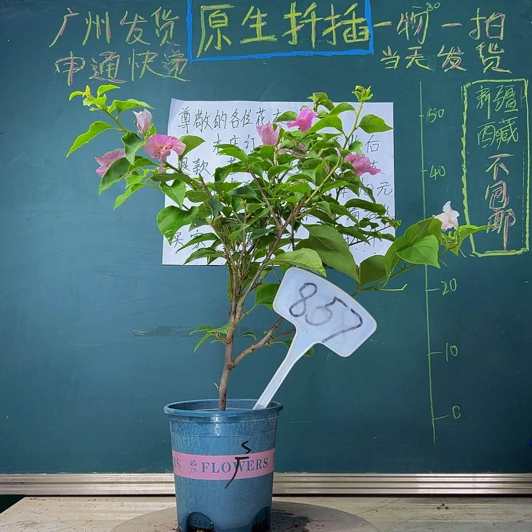 当前无花栽培后可以开花  广红樱  857
