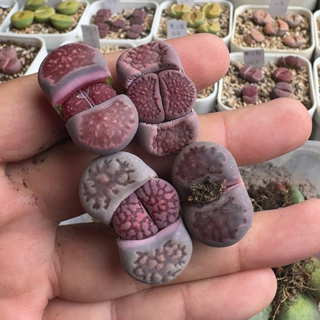 嗯*好G475紫菊回交三年