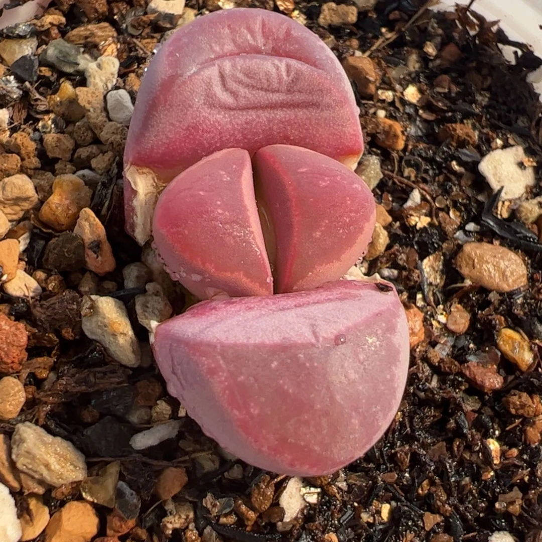 521多肉植物百科