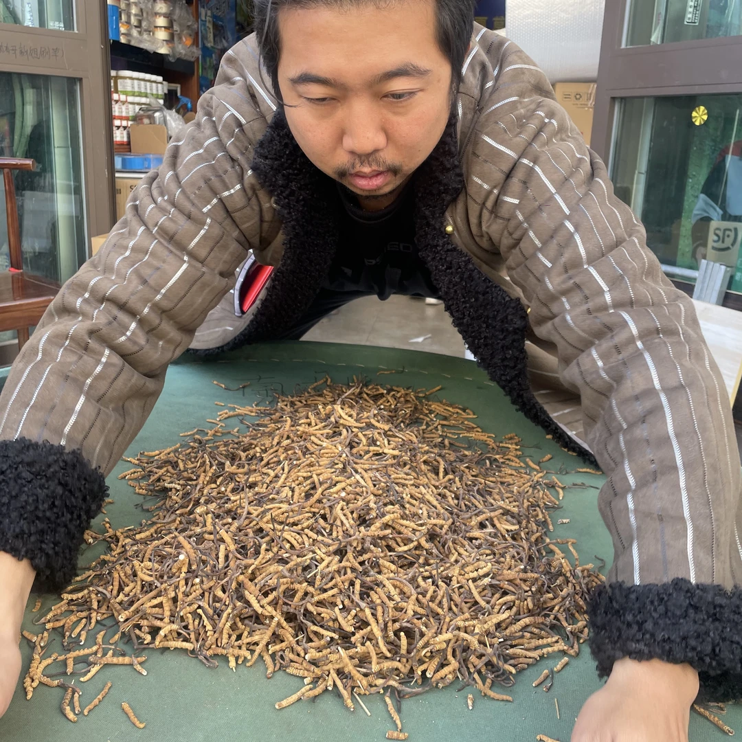 1新（源头现场收草）精品50根2025年新货冬虫夏草现收现卖