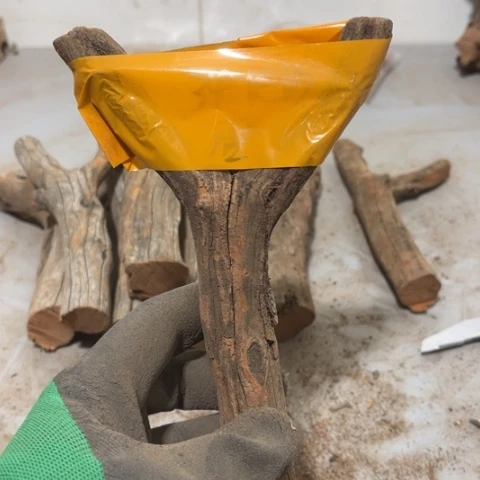 大果紫檀（缅甸花梨）曾***诺