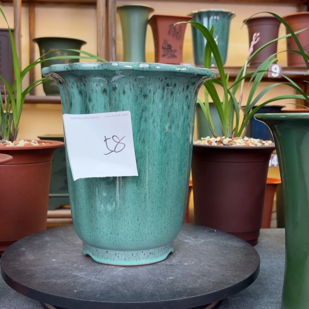 紫砂花盆柚*?兰花85558855585
