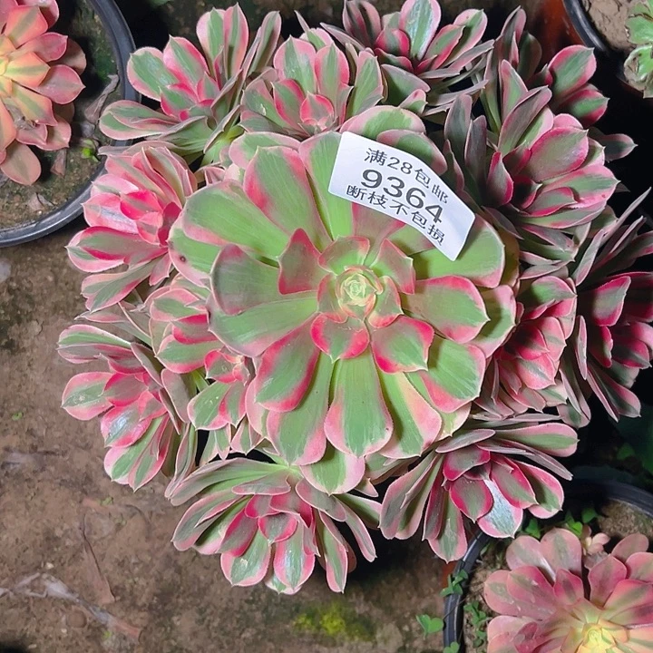 9364粉女郎多肉植物