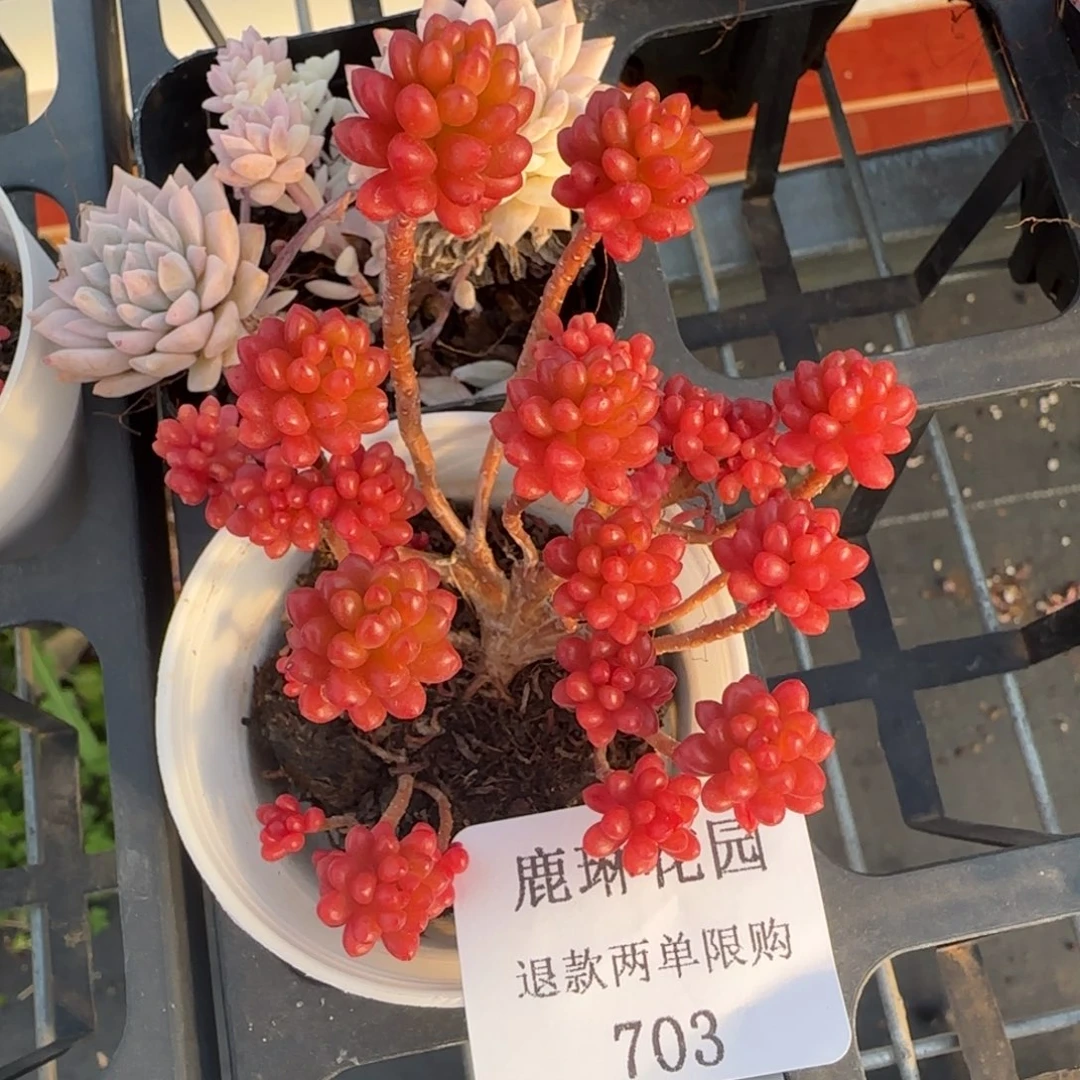 闪购精品多肉703号