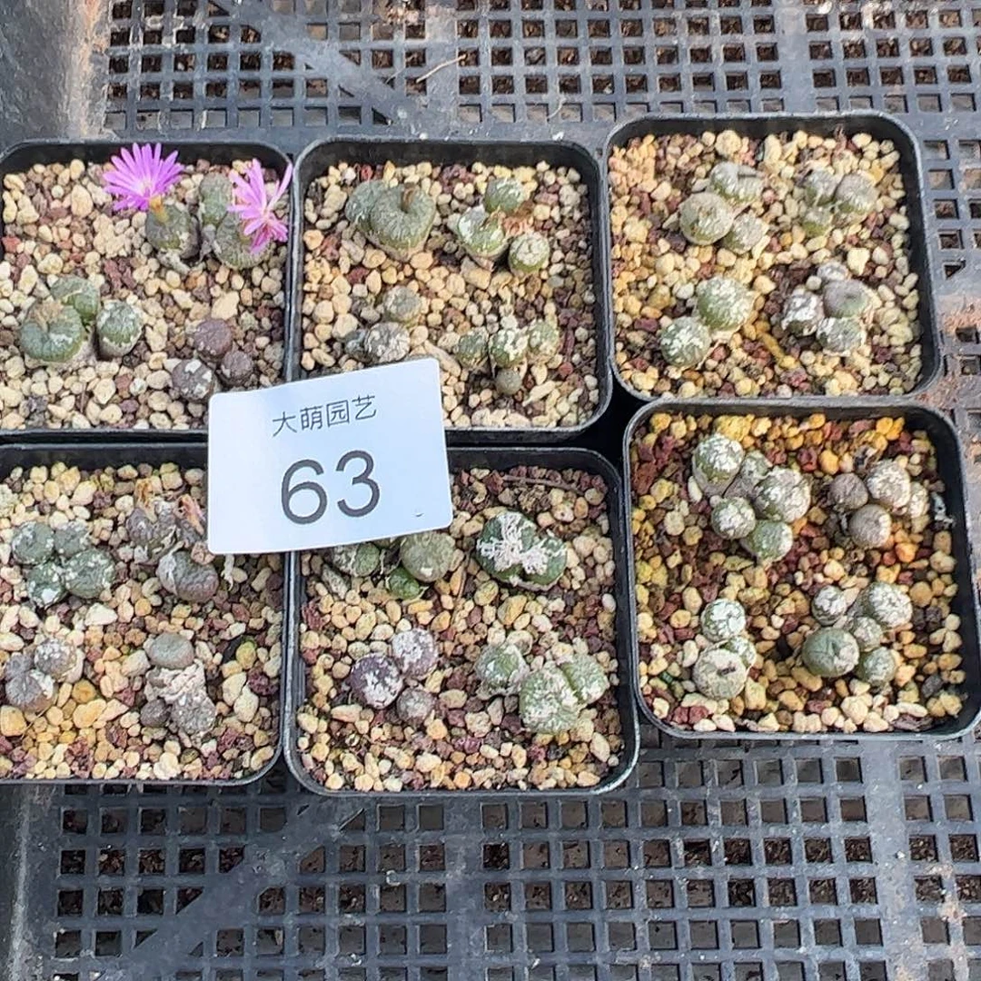 量拍以下1盒流水铜壶脱土发。63