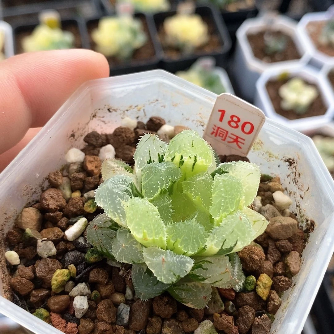 玄冰锦一物一拍的