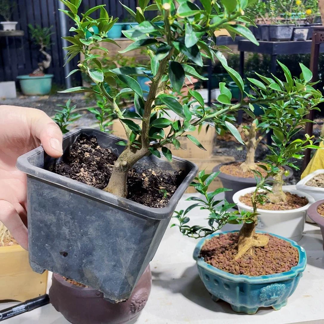 完全开放黄****?刚刚哈健健康康就