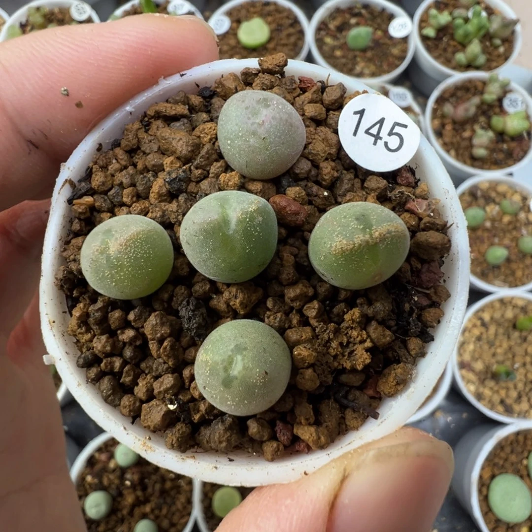 空蝉一颗脱土14500000