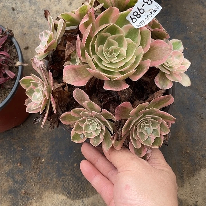 989云和多肉植物法师