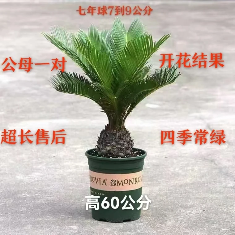 铁树盆景茶室客厅盆栽四季常青绿植两旁庭院老桩室内室内耐寒开花