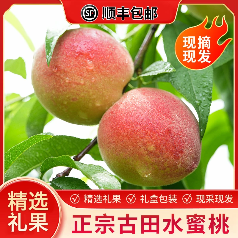 【顺丰包邮】福建古田水蜜桃脆甜桃大桃子毛桃新鲜水果现摘礼盒装