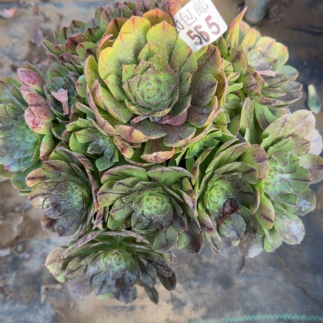 万拉丝565满20包邮断枝不包