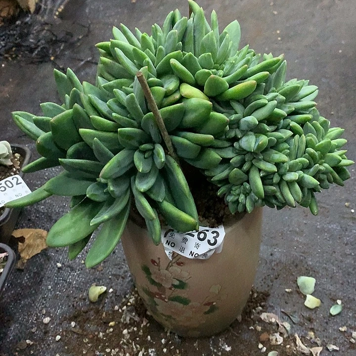海洋之歌缀化 非偏远38包邮 节后发