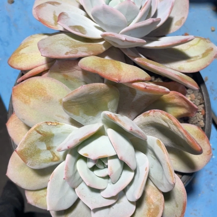 韩版奶茶，大双头，腿粗