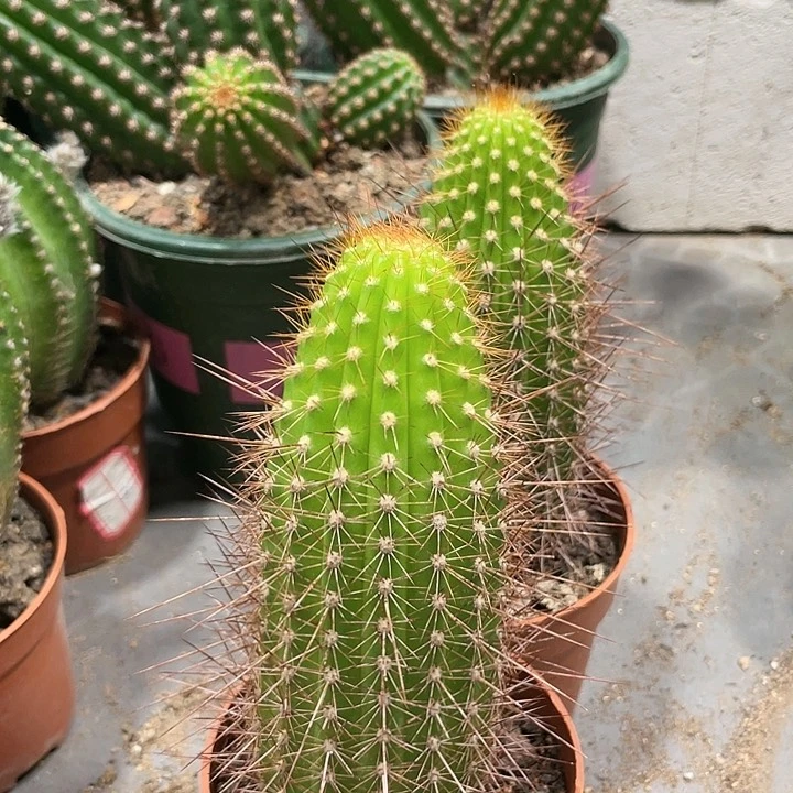 进口金妞金2自根一杯