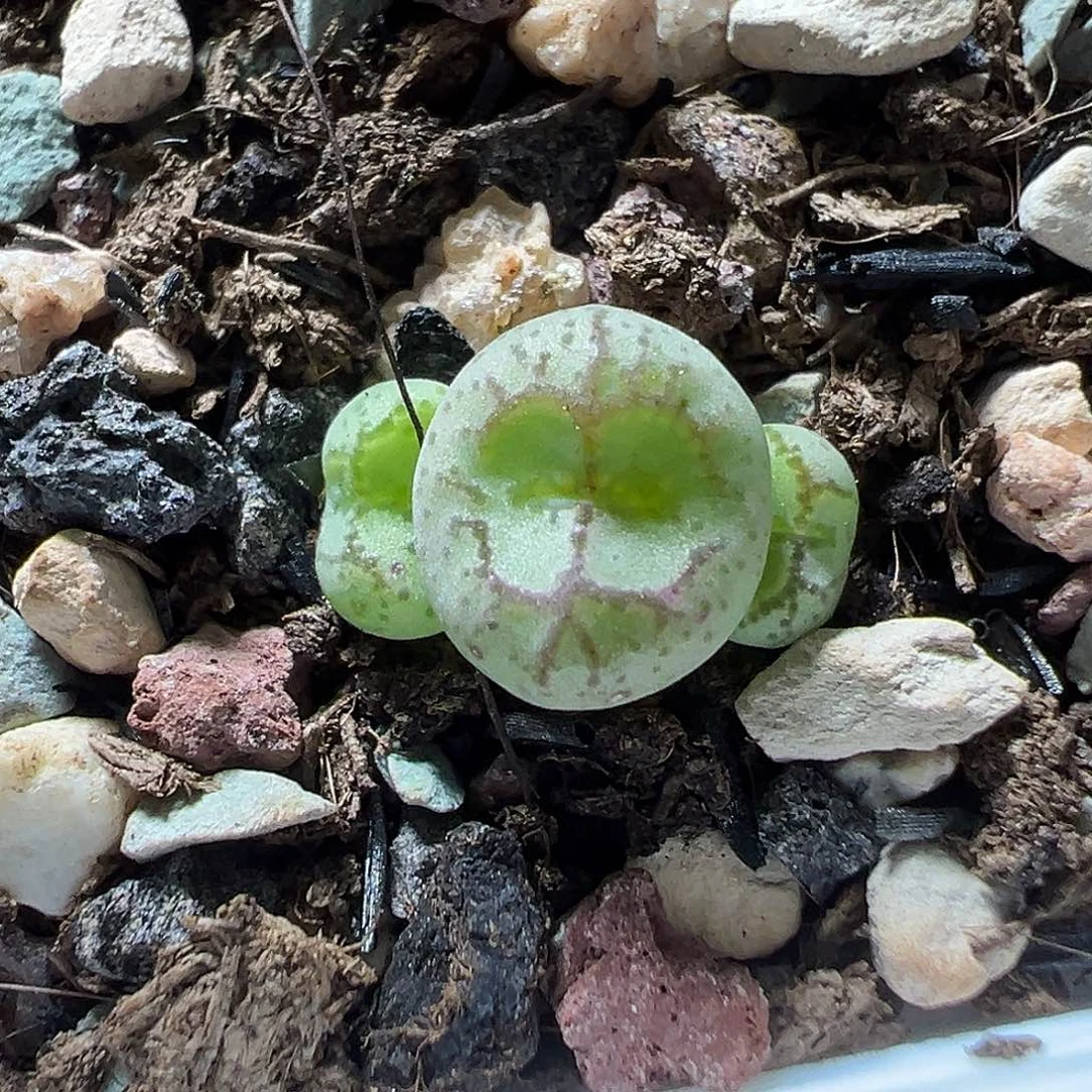 悟空三头 多肉肉锥