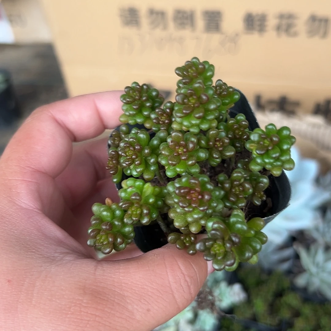 多肉植物多肉植物
