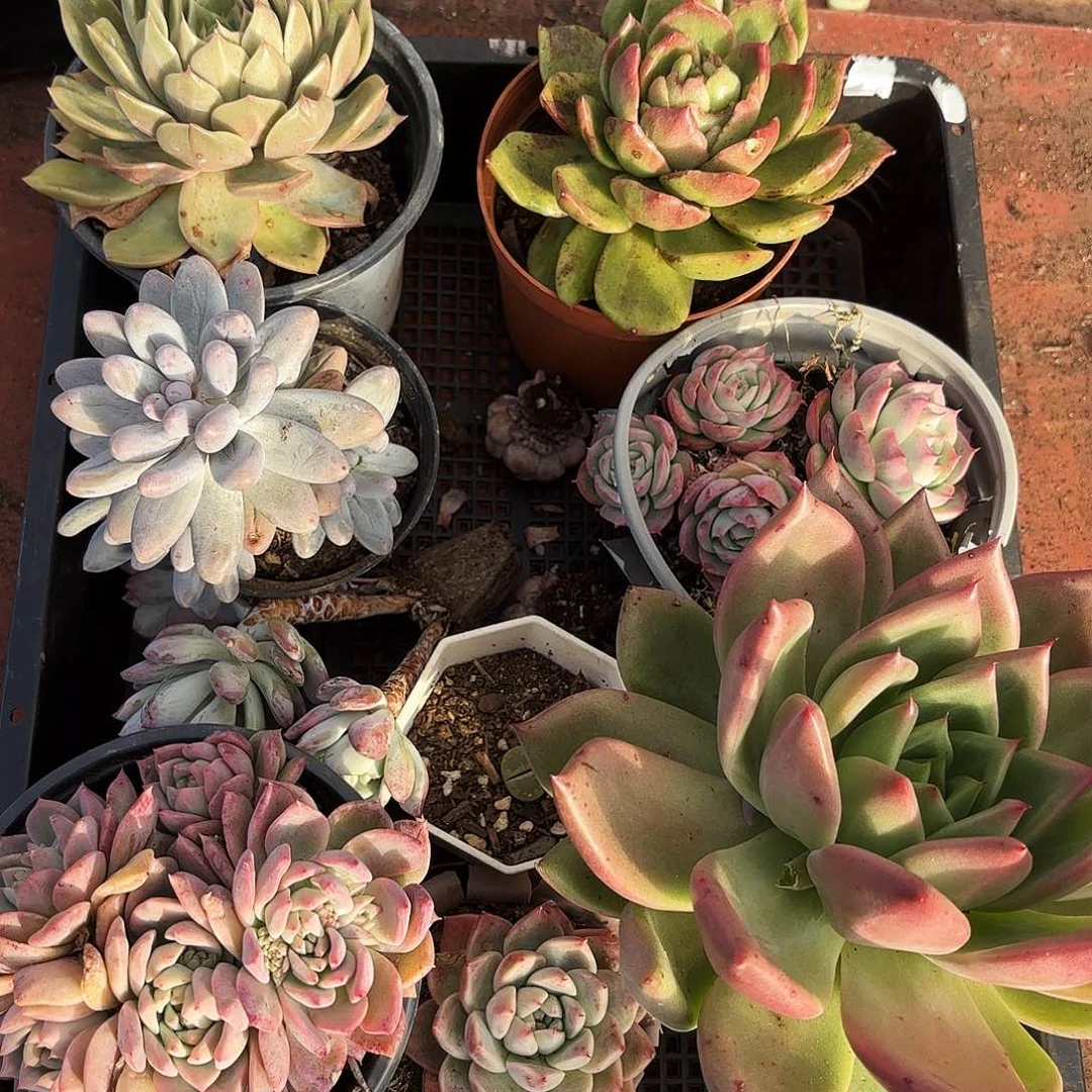 多肉植物空拍173号