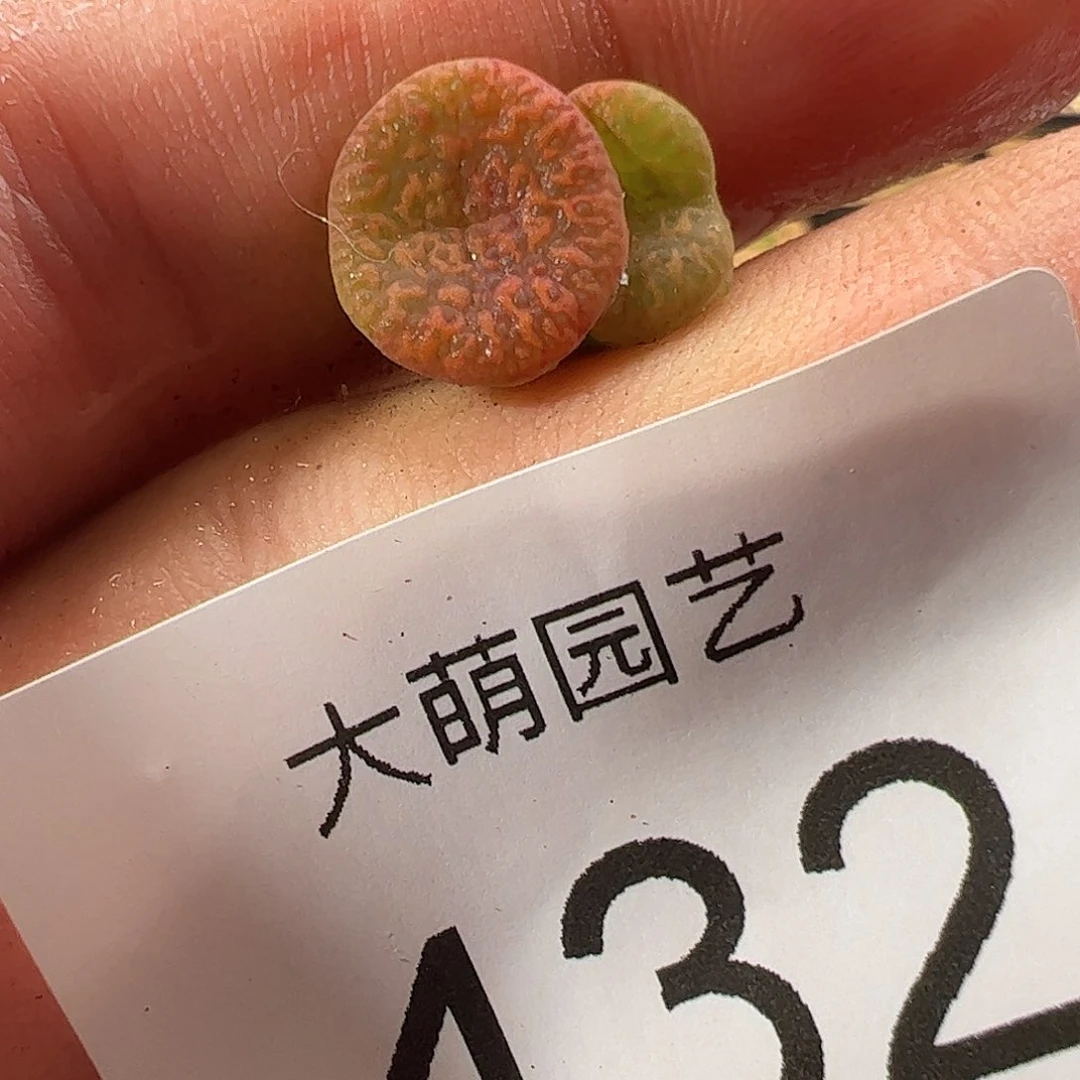 0000一物一拍……432朱雀勋章