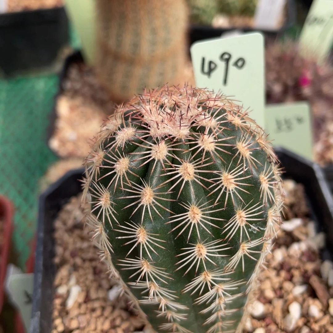 鹿角柱实生仙人球113自育三光