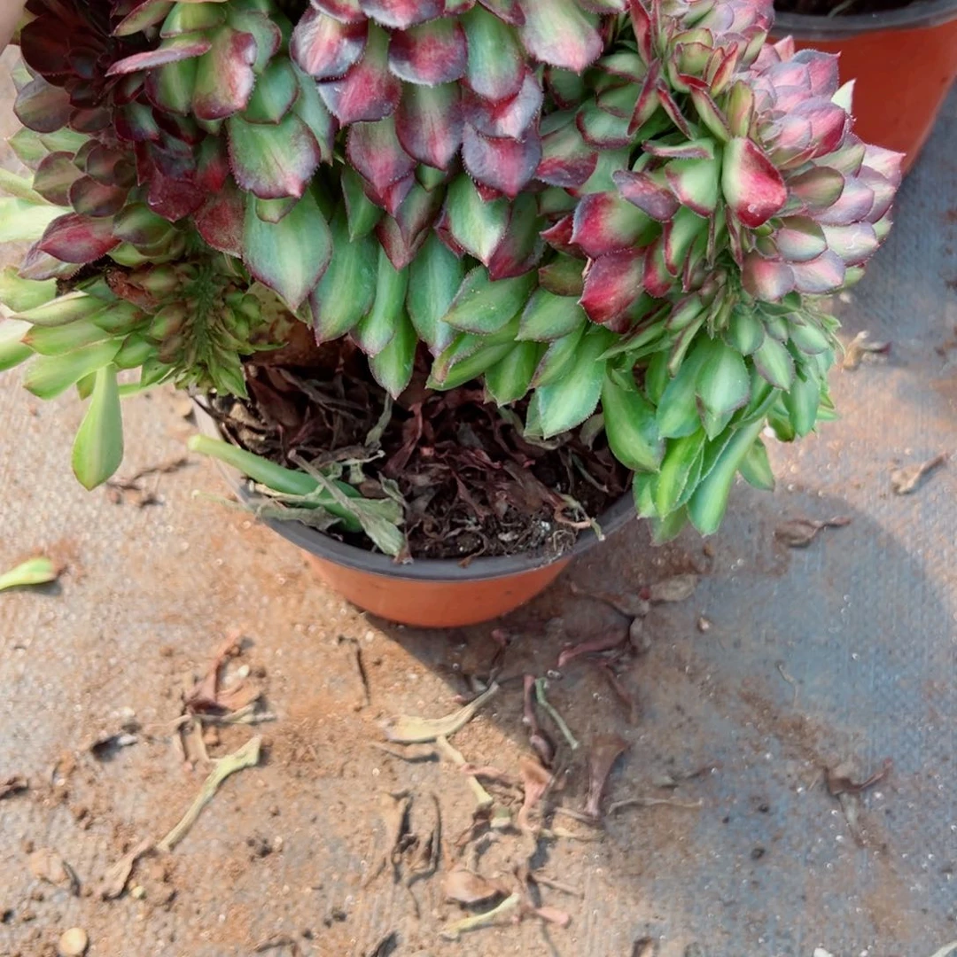 我3773 号多肉法师新年福利