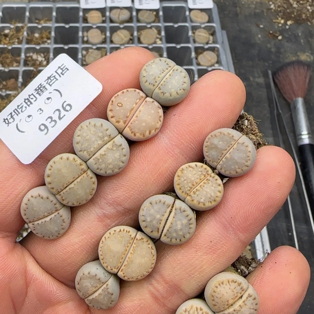 9326。c24饼干。。。。。。