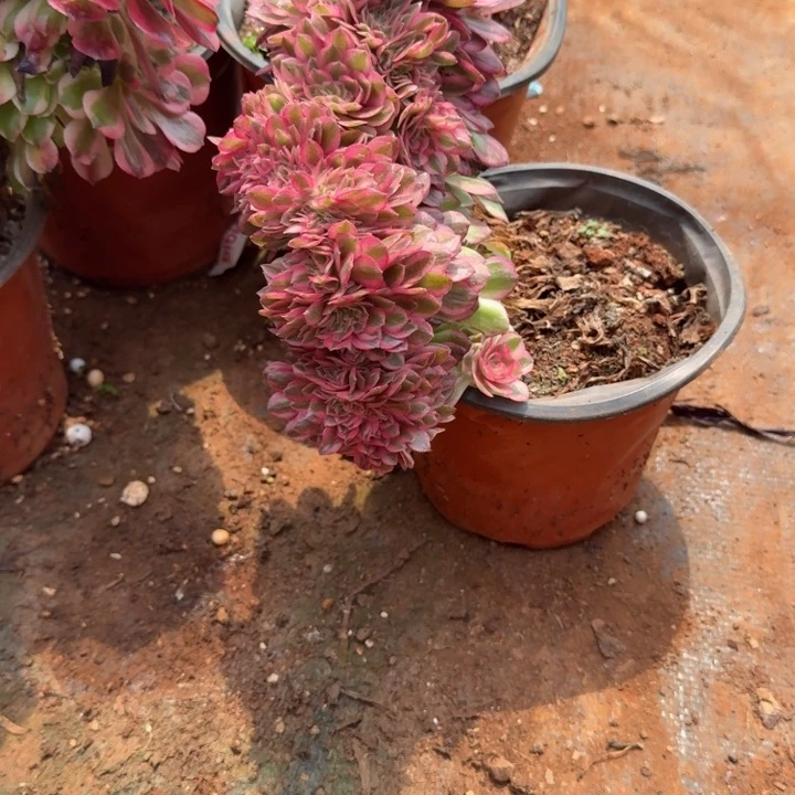 倾城缀化啊啊啊啊