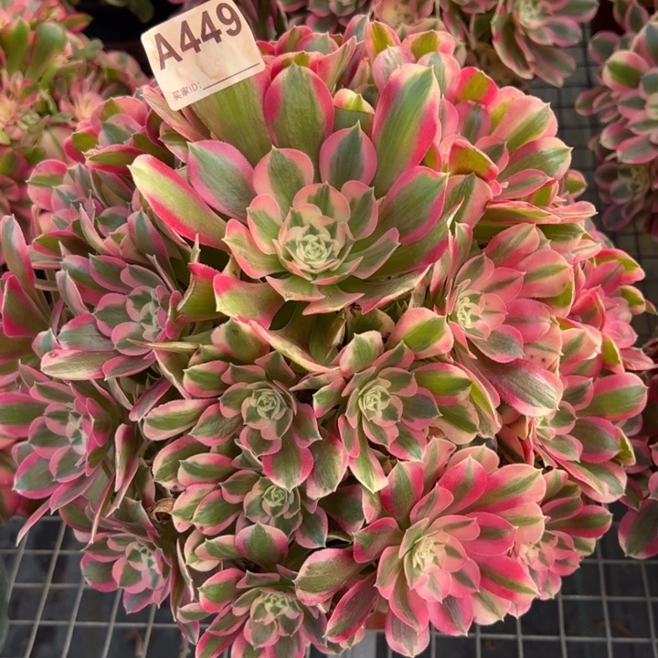 449粉女郎30厘米左右