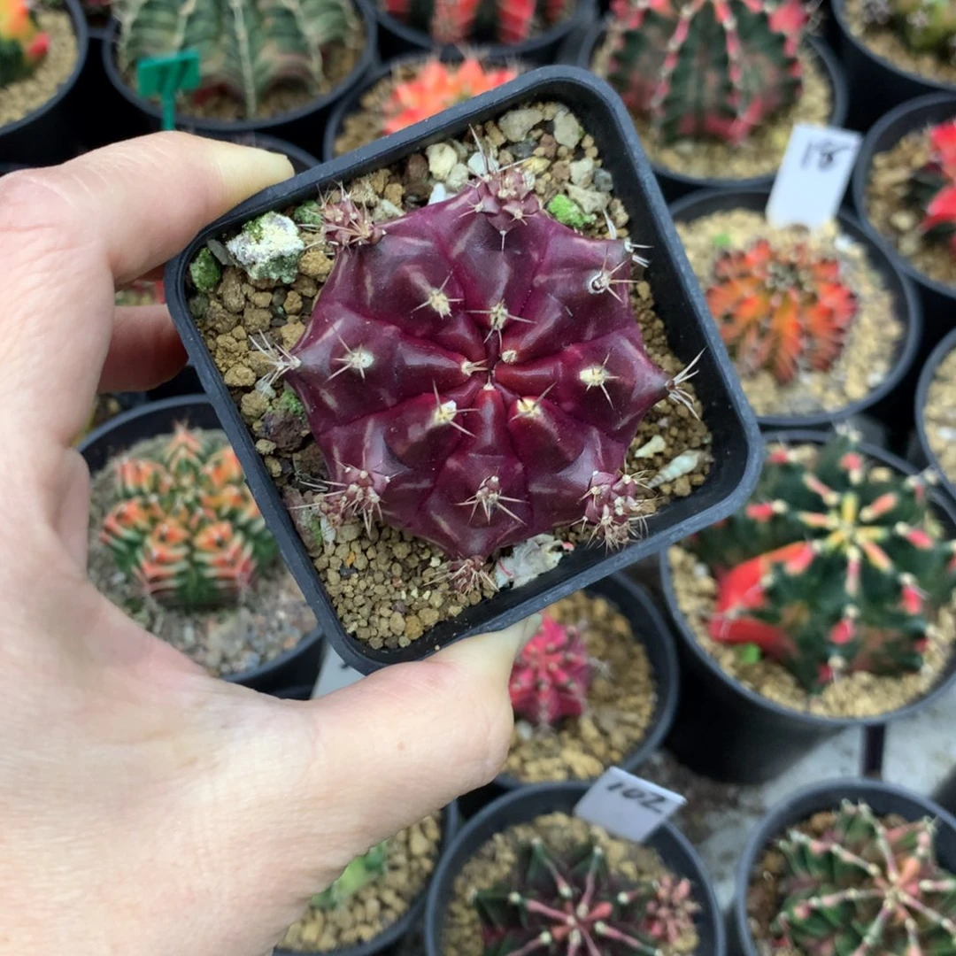 仙人球米哈牡丹锦