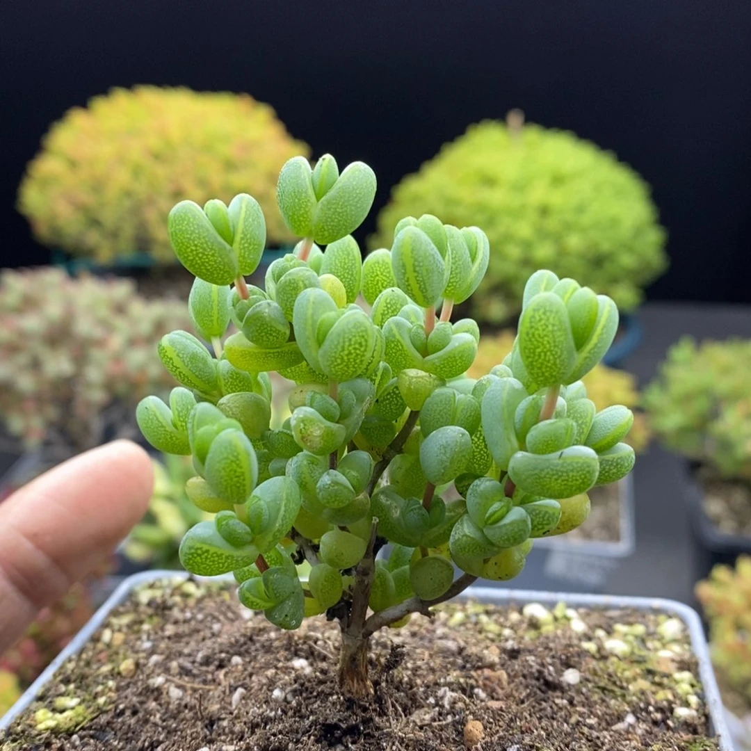 X***h051元宝。       枝干
