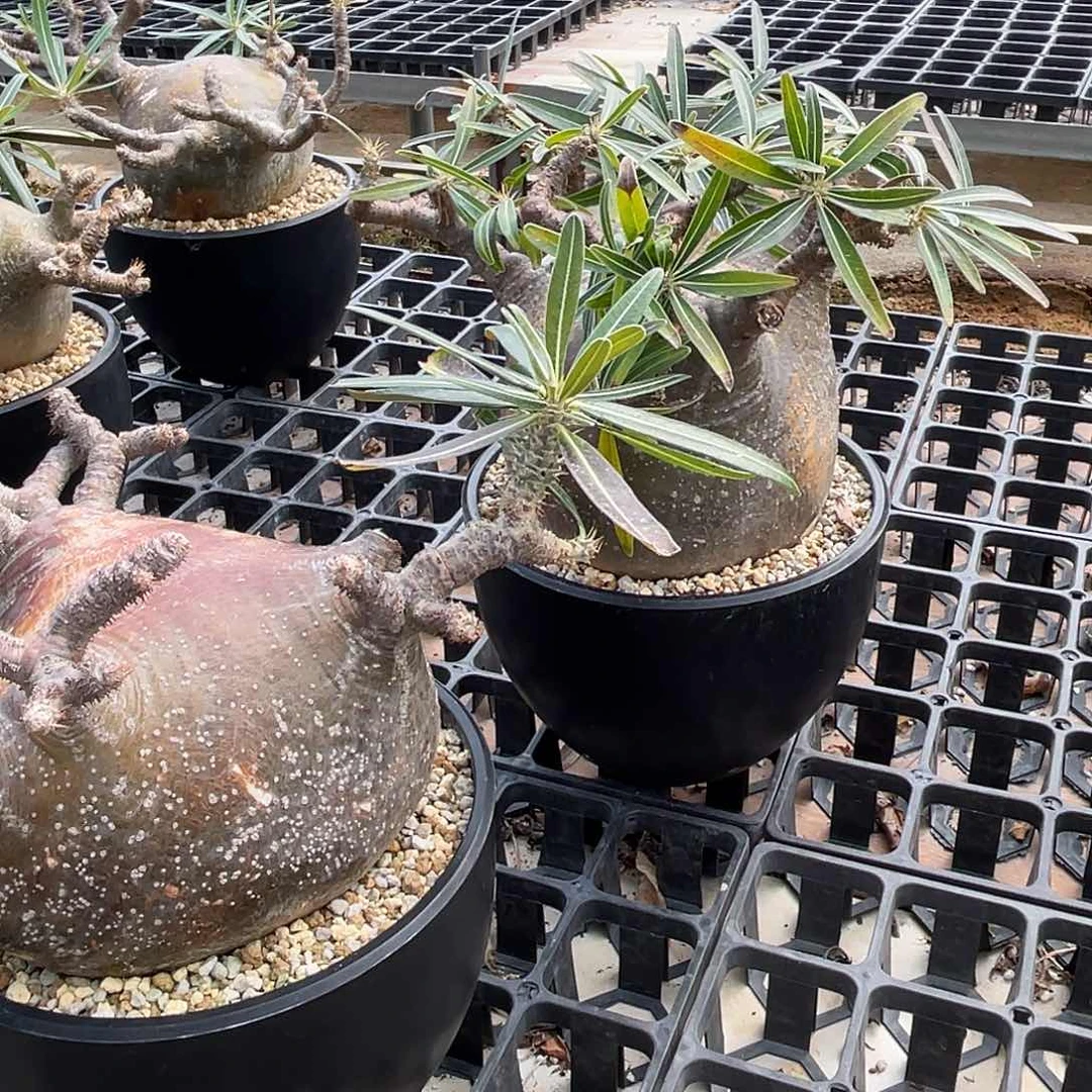 柠*汁象牙宫养好带盆带带发货