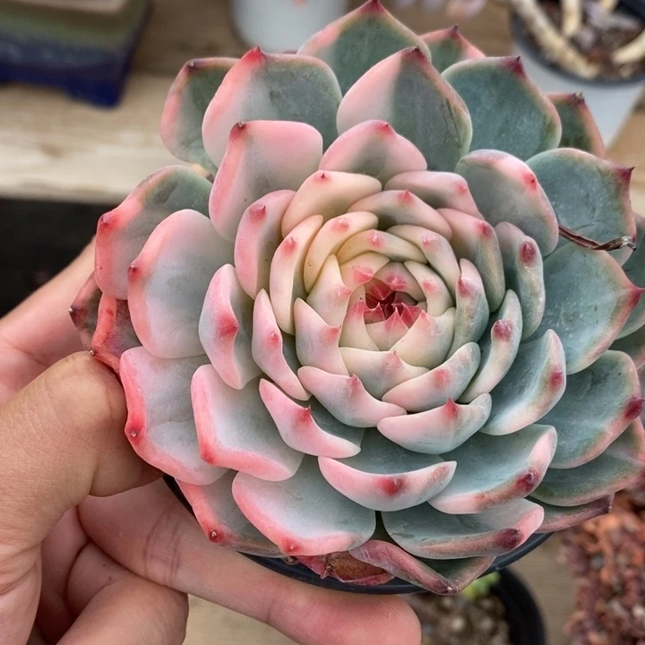 吉娃娃多肉植物A2056