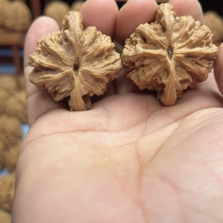 完全开放小*虎头核桃