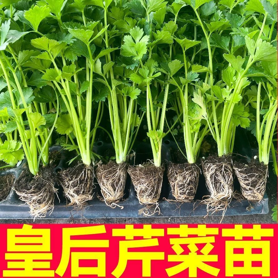 （优质芹菜苗）芹菜苗西芹寿光苗场直发芹菜苗批发蔬菜苗四季易活